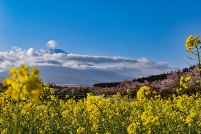 静岡県すそのパノラマロード